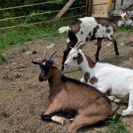 Bauernhof Waldangergut * Dienten am Hochkönig